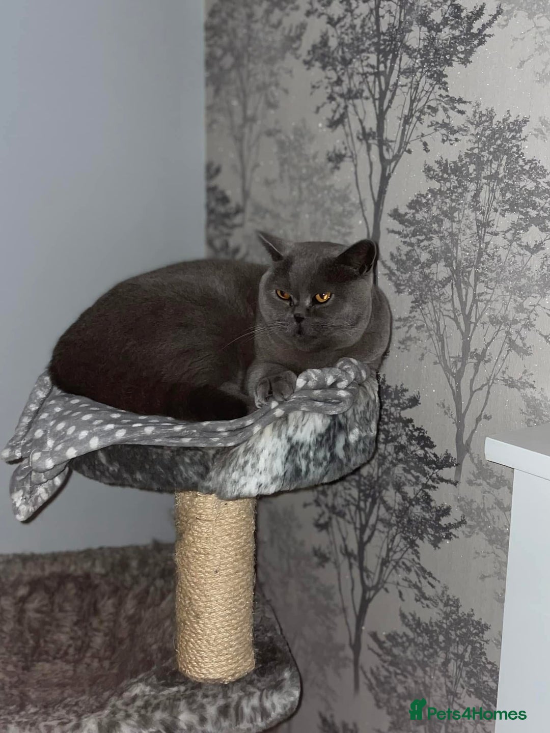 British Shorthair cats for sale: British shorthairs - Blue - Image 12