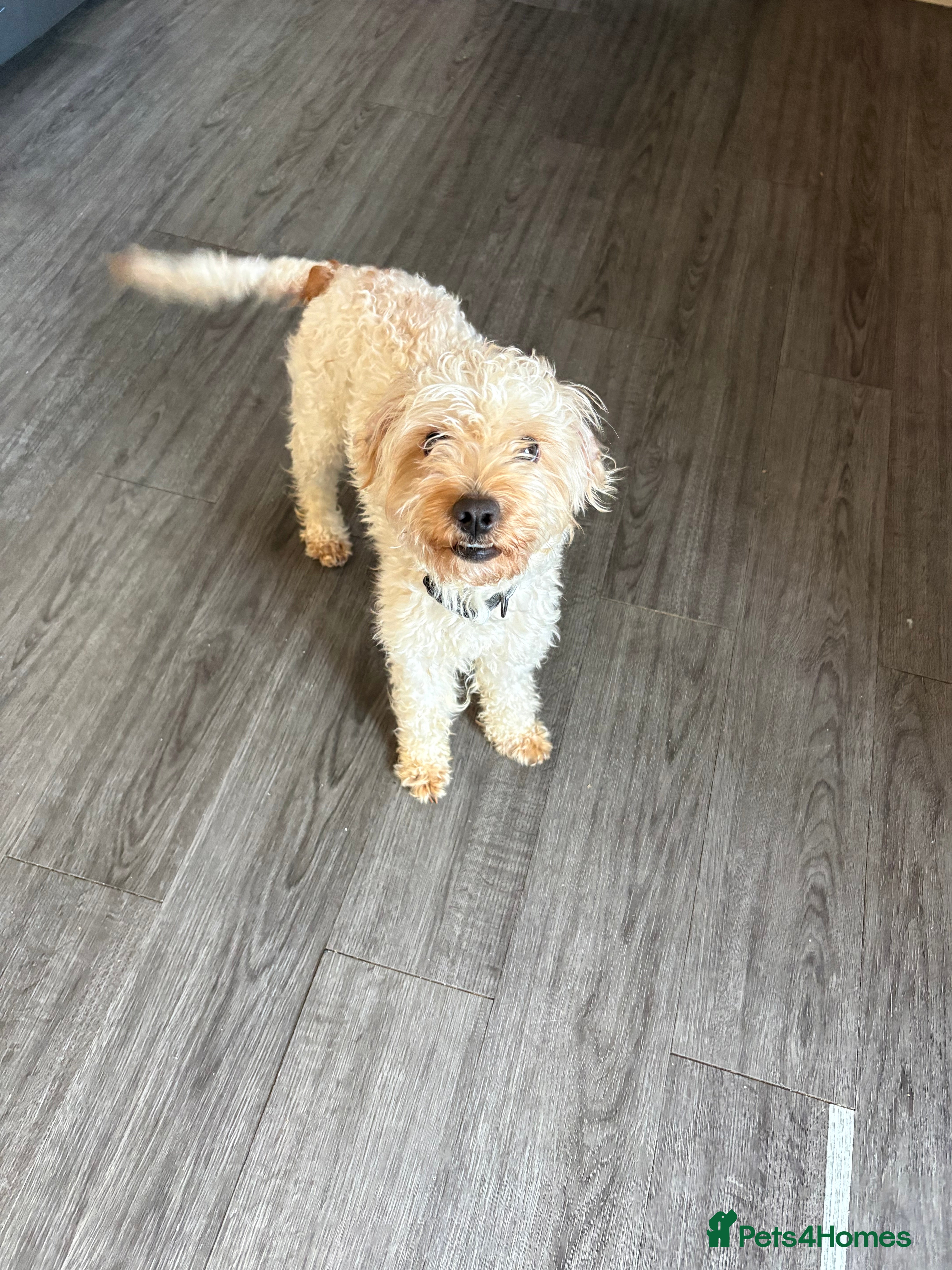 Cockapoo dogs 3 year old male Cockapoo in Salisbury - Advert 15