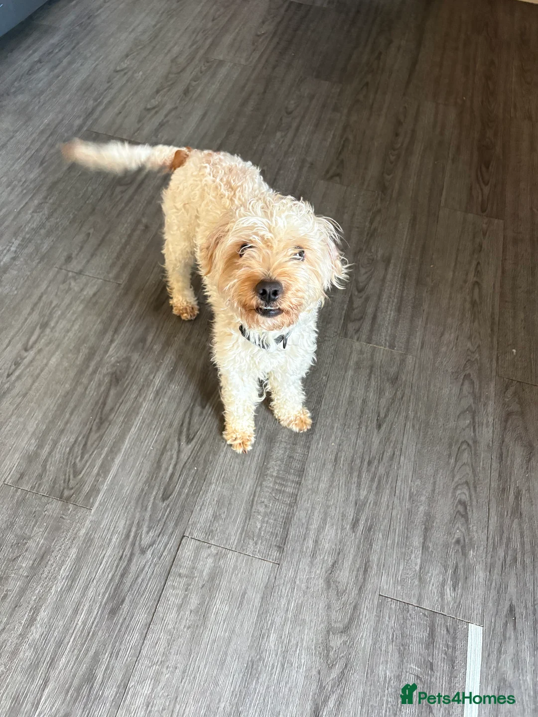 Cockapoo dogs for sale: 3 year old male Cockapoo in Salisbury - Advert 1