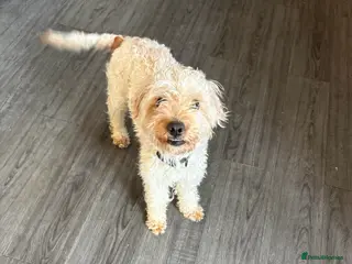 Cockapoo dogs 3 year old male Cockapoo in Salisbury - Advert 15