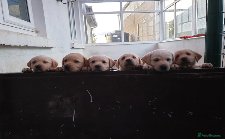 Labrador Retriever dogs - Advert 2
