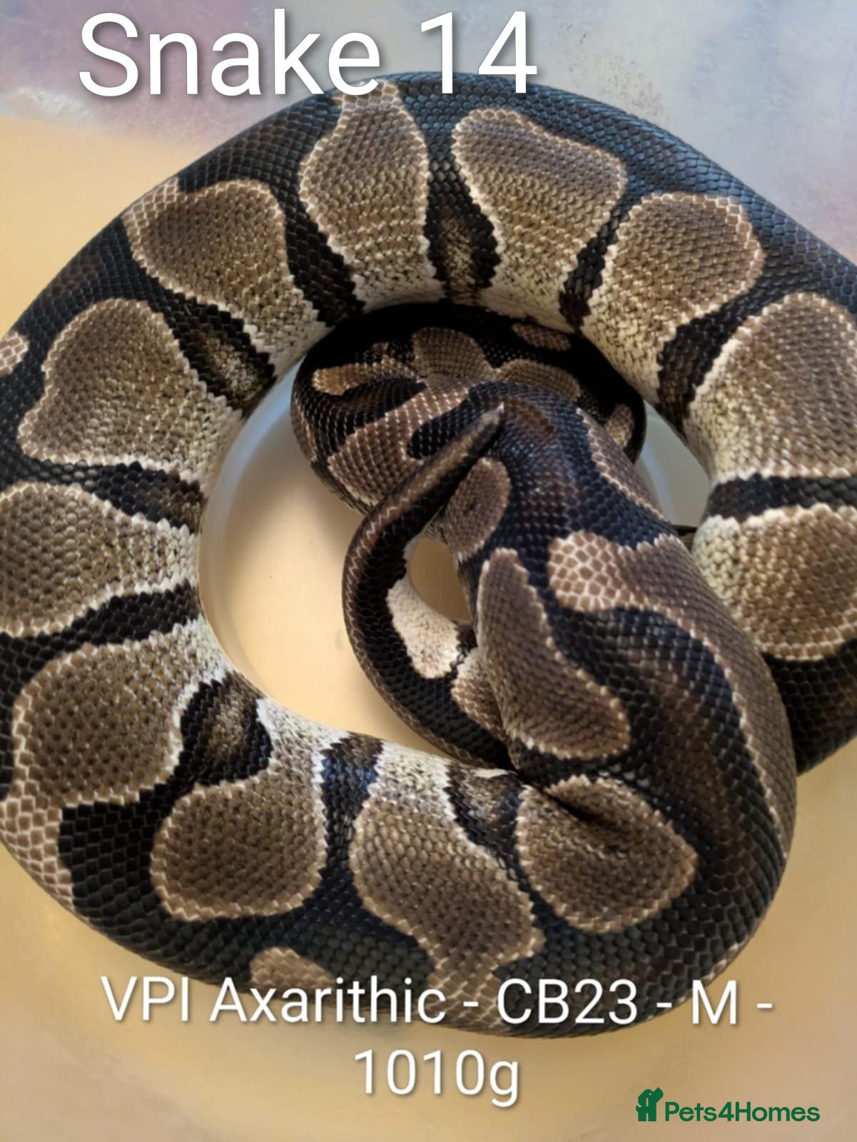 Python Snake reptiles Royal Pythons for sale - Advert 20