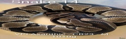 Python Snake reptiles for sale: Snakes for sale - Advert 14