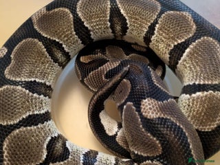 Python Snake reptiles Royal Pythons for sale - Advert 20