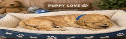Labradoodle dogs for sale: Multi generation miniature Labradoodle - Advert 13