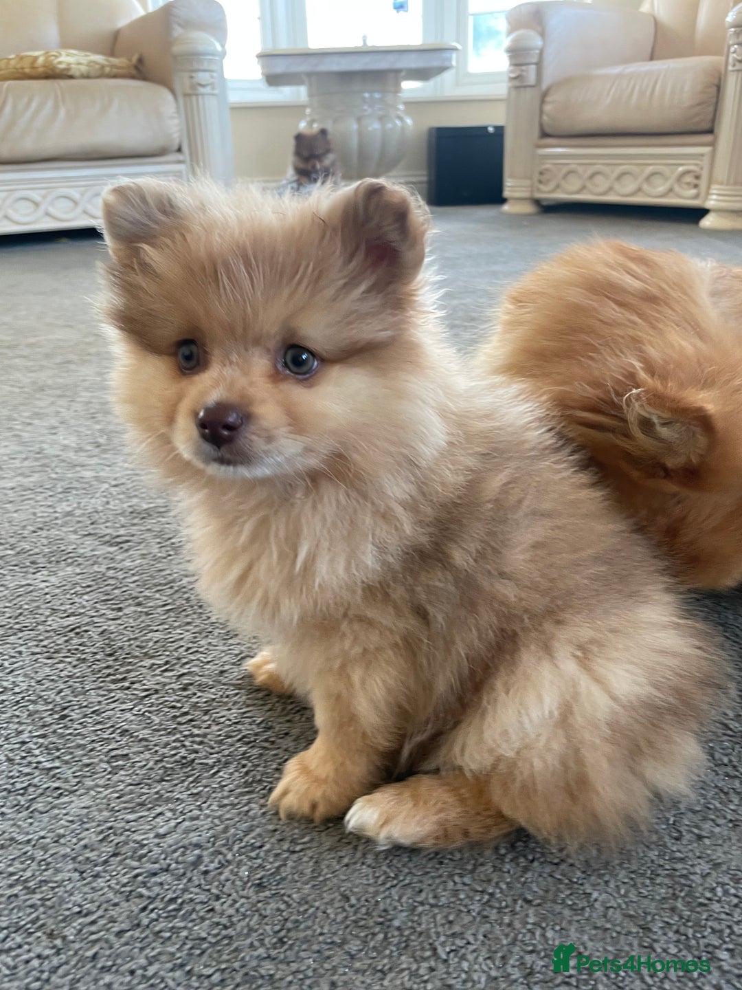 Pomeranian dogs for sale: Pomeranian puppy’s  - Image 2
