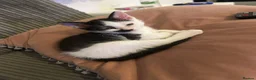 British Shorthair cats for sale: 2 x Black & white kittens, semi longhair, boys £40 - Advert 11