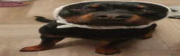 Rottweiler dogs for sale: 2 year old Rottweiler male, Rambo - Advert 8