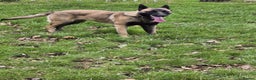 Mixed Breed dogs for sale: Malinois x German Shepherd  - Advert 2