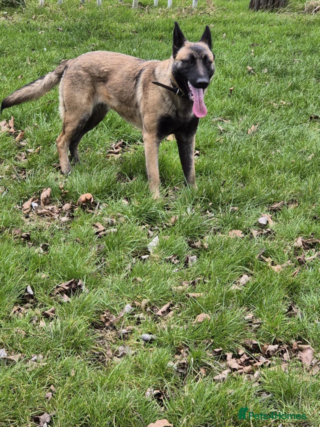 Mixed Breed dogs for sale: Malinois x German Shepherd  - Advert 2