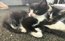 Mixed Breed cats for sale: Beautiful kittens for sale - Image 8