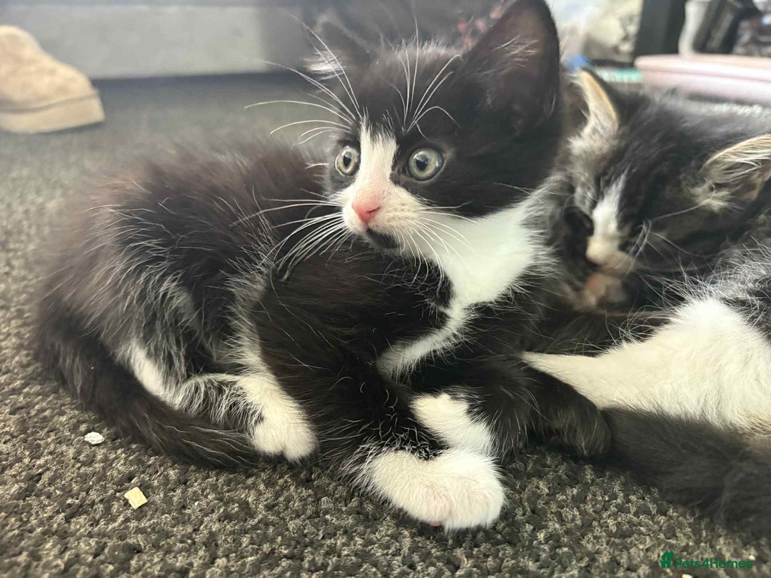 Mixed Breed cats for sale: Beautiful kittens for sale - Image 8
