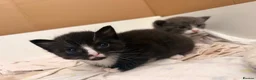 Mixed Breed cats for sale: 3 beautiful black and white tabby kittens for sale - Advert 12