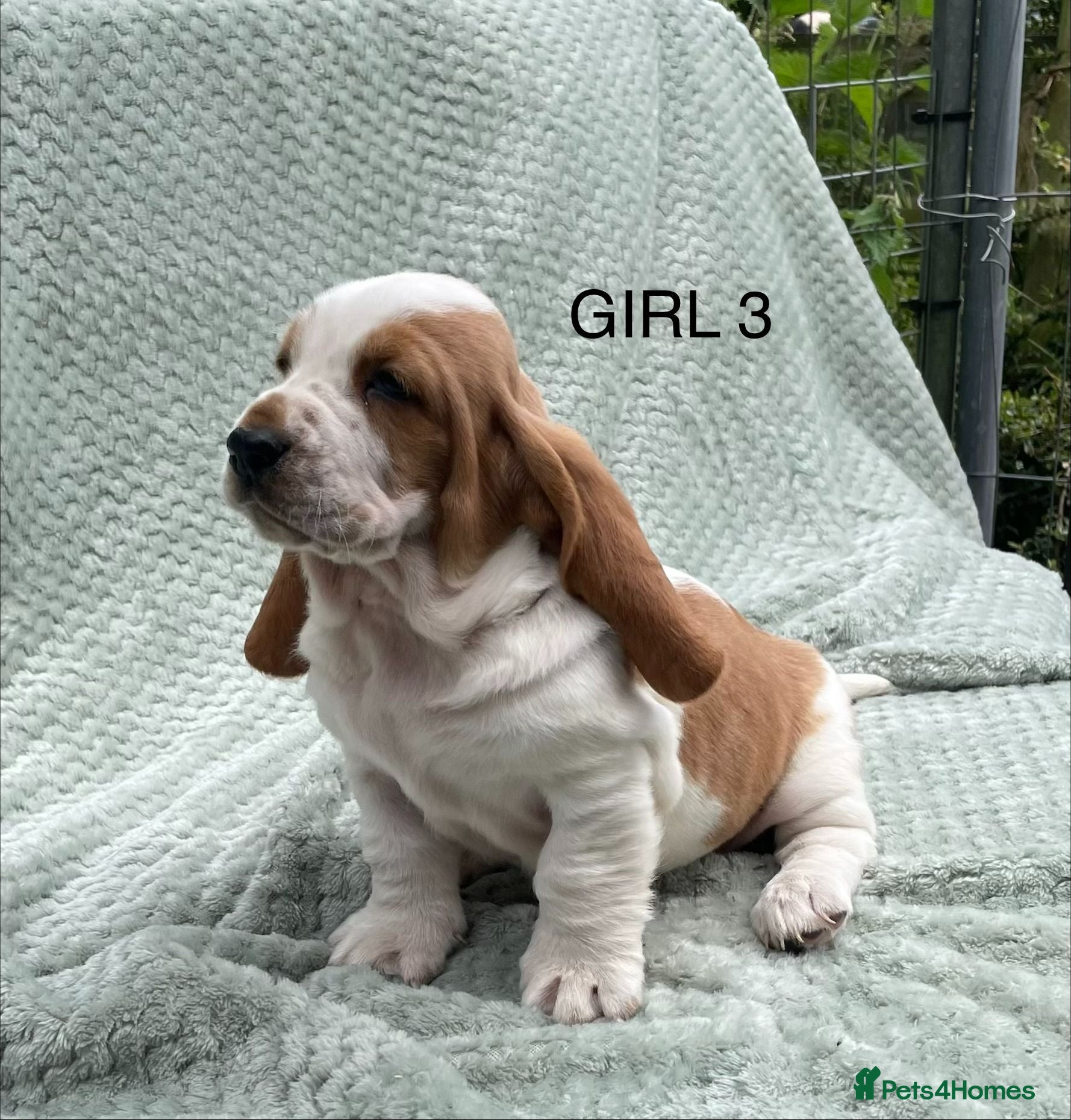 Basset Hound dogs Beautiful Basset Hound Puppies - Advert 4