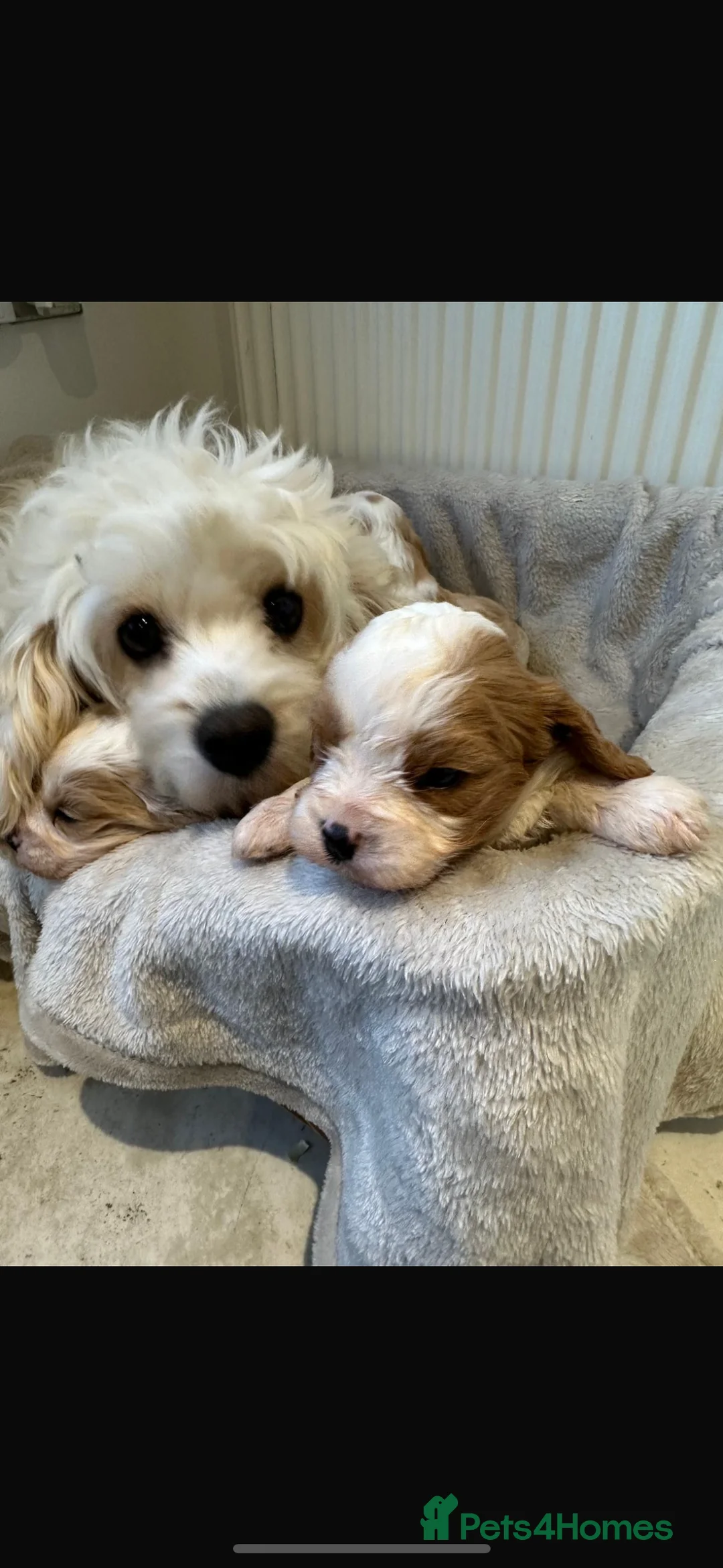 Cavachon dogs for sale: Stunning cavachon puppies - Advert 5