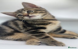 Pixie Bob cats for sale: Pixie bob girl  - Image 3