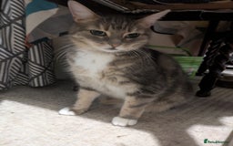 Mixed Breed cats for sale: Tabby Cat (Age 9) - Image 3