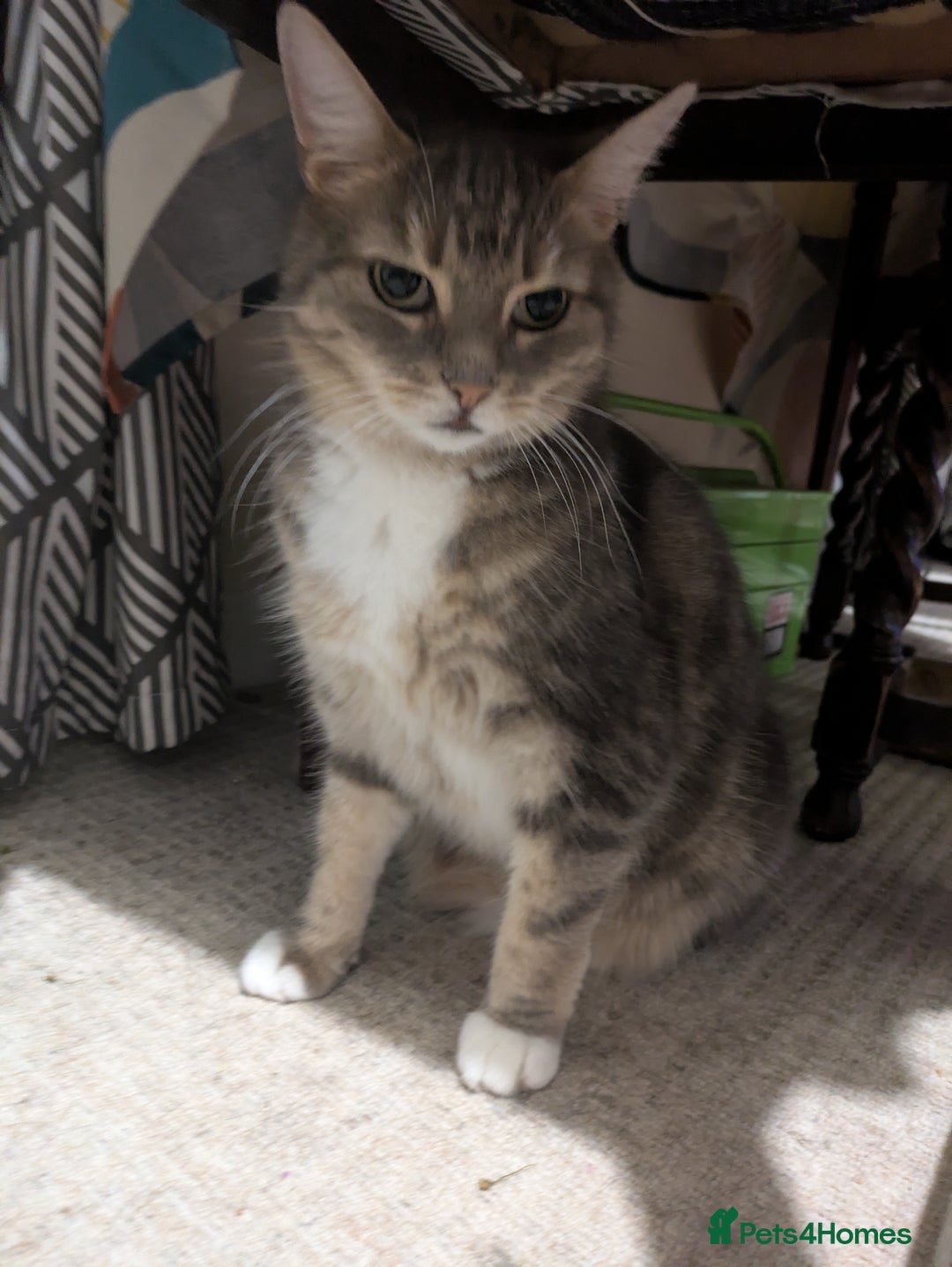 Mixed Breed cats for sale: Tabby Cat (Age 9) - Image 3