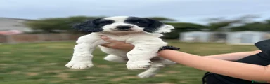 English Springer Spaniel 5