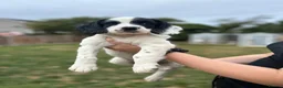 English Springer Spaniel dogs for sale: READY FOR THEIR NEW HOMES!! KC registered - Advert 8