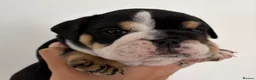 English Bulldog dogs for sale: English bulldog litter  in Atherstone - Advert 10