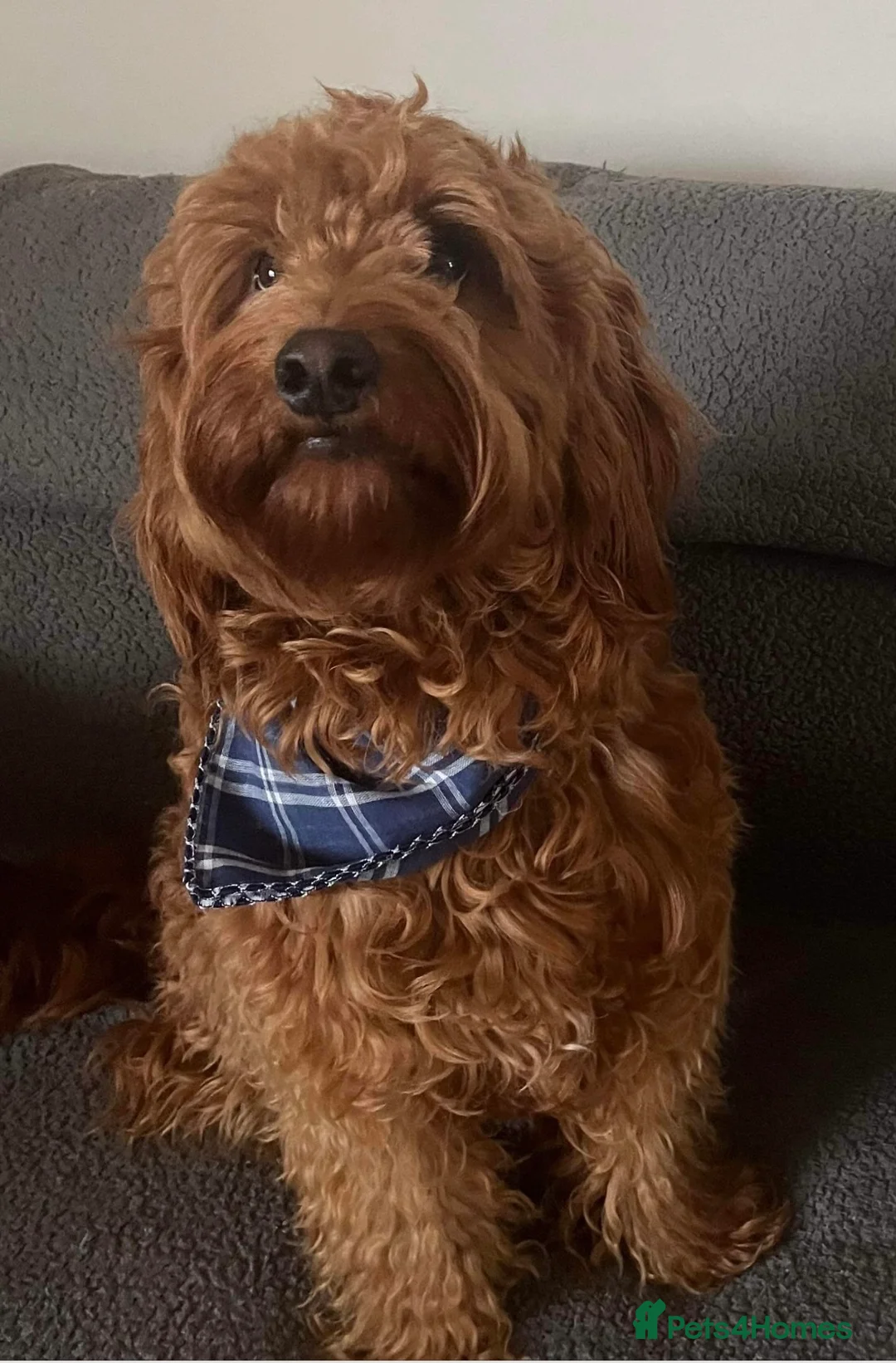 Irish Doodle dogs for stud: Gorgeous Deep Red Mini Irishdoodle for stud only in Totnes - Advert 6