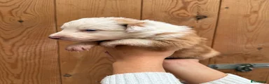 Puppy 5
