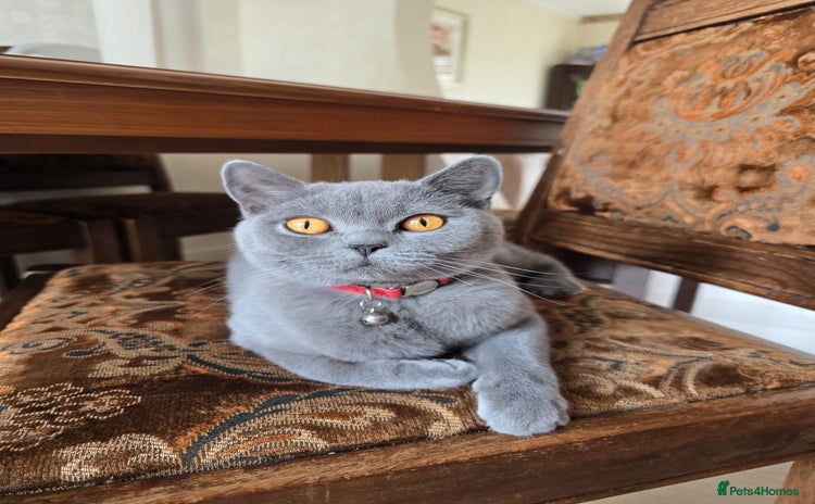British Shorthair cats - Advert 3