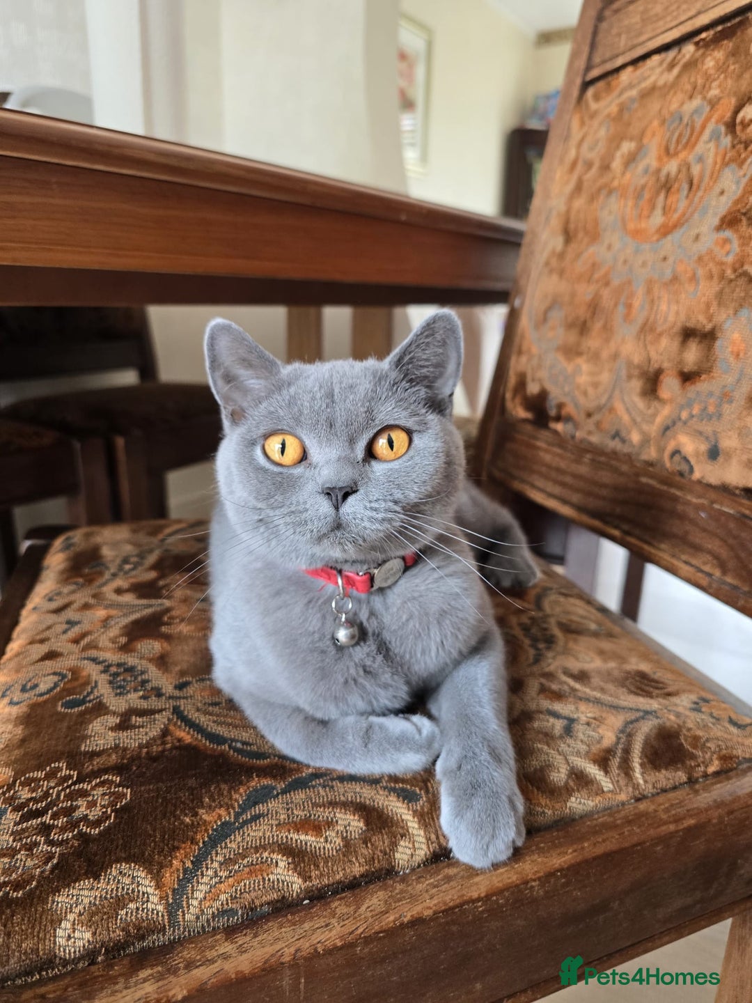 British Shorthair cats for sale: Lovely Luna - British Shorthair - Image 1