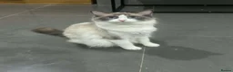 Ragdoll cats for sale: Beautiful female ragdoll  - Advert 6