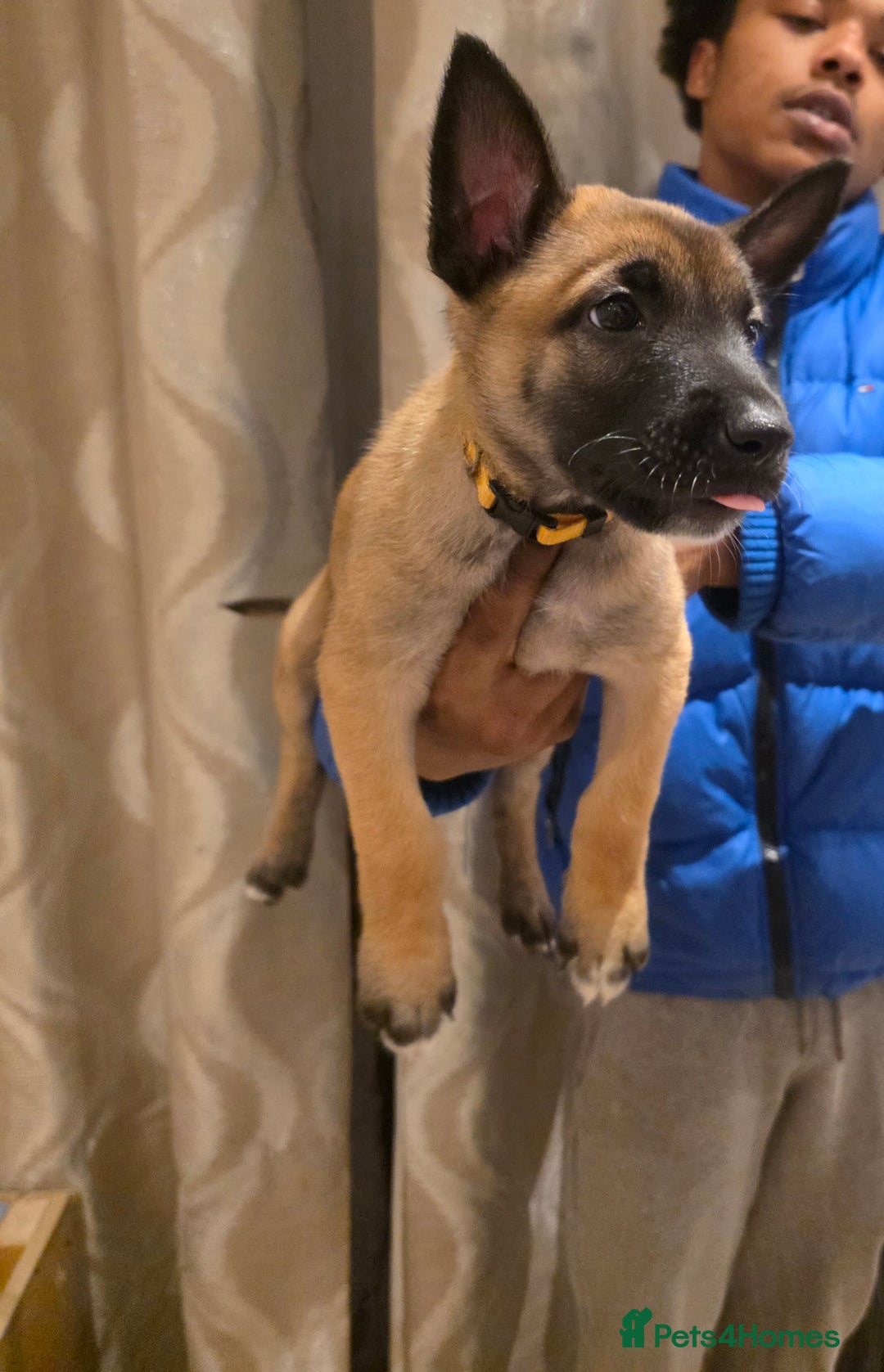 Belgian Shepherd Dog dogs for sale: Belgian malinois  - Image 4