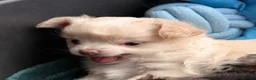 Chihuahua dogs for sale: Gorgeous litter of long hair chihuahuas  - Advert 4