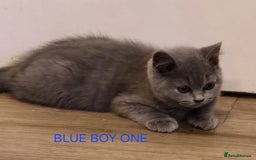 British Shorthair cats for sale: Gorgeous British short haired kittens READY NOW - Image 7