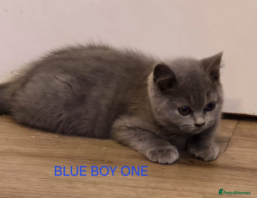 British Shorthair cats for sale: Gorgeous British short haired kittens READY NOW - Image 7