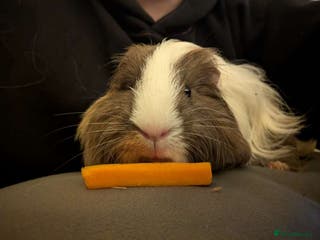 Guinea Pig rodents 5x male guinea pig - Advert 6