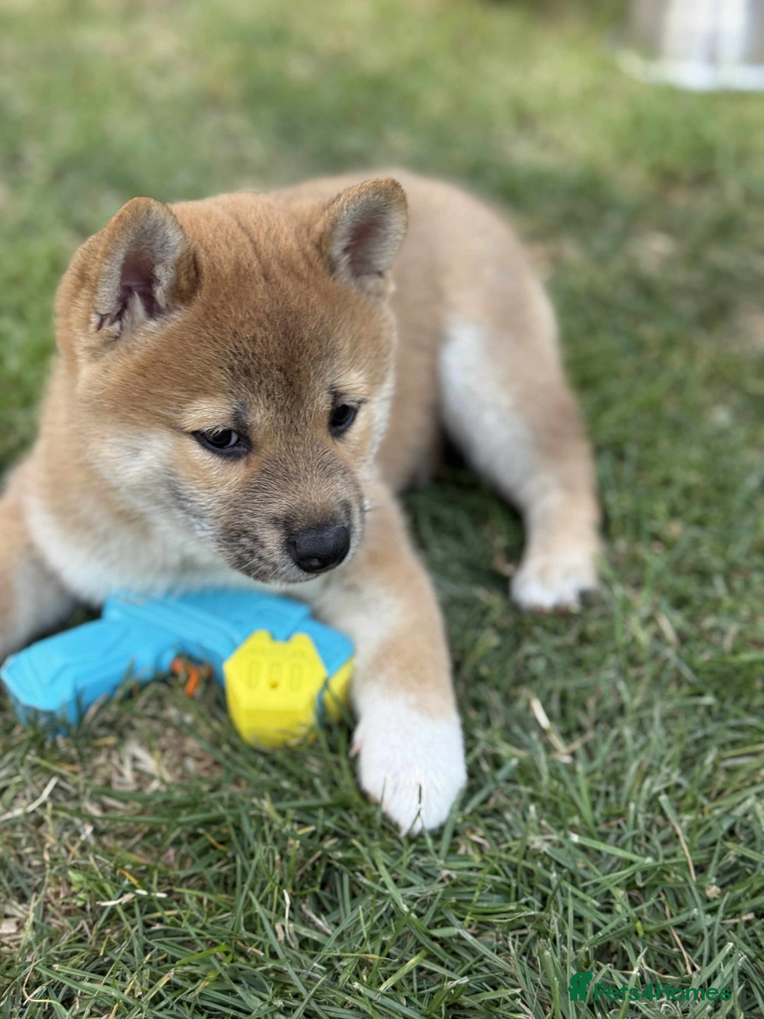 Japanese Shiba Inu dogs for sale: 🧡🦊Stunning KC Shiba Inu female ready now!🧡🦊 - Image 14