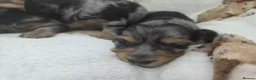 Miniature Dachshund dogs for sale: Stunning Litter of Silver Dapple Dachshund Pups  - Advert 9