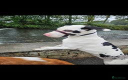 Mixed Breed dogs for sale: Great dane / American akita  pups  - Image 5
