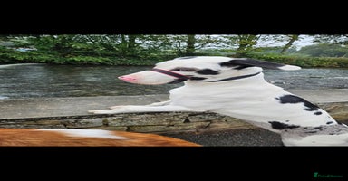 Mixed Breed dogs - Advert 1
