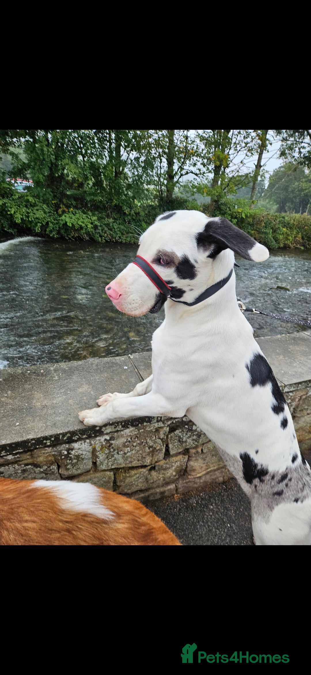 Mixed Breed dogs for sale: Great dane / American akita  pups  - Image 5