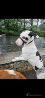 Mixed Breed dogs - Advert 1