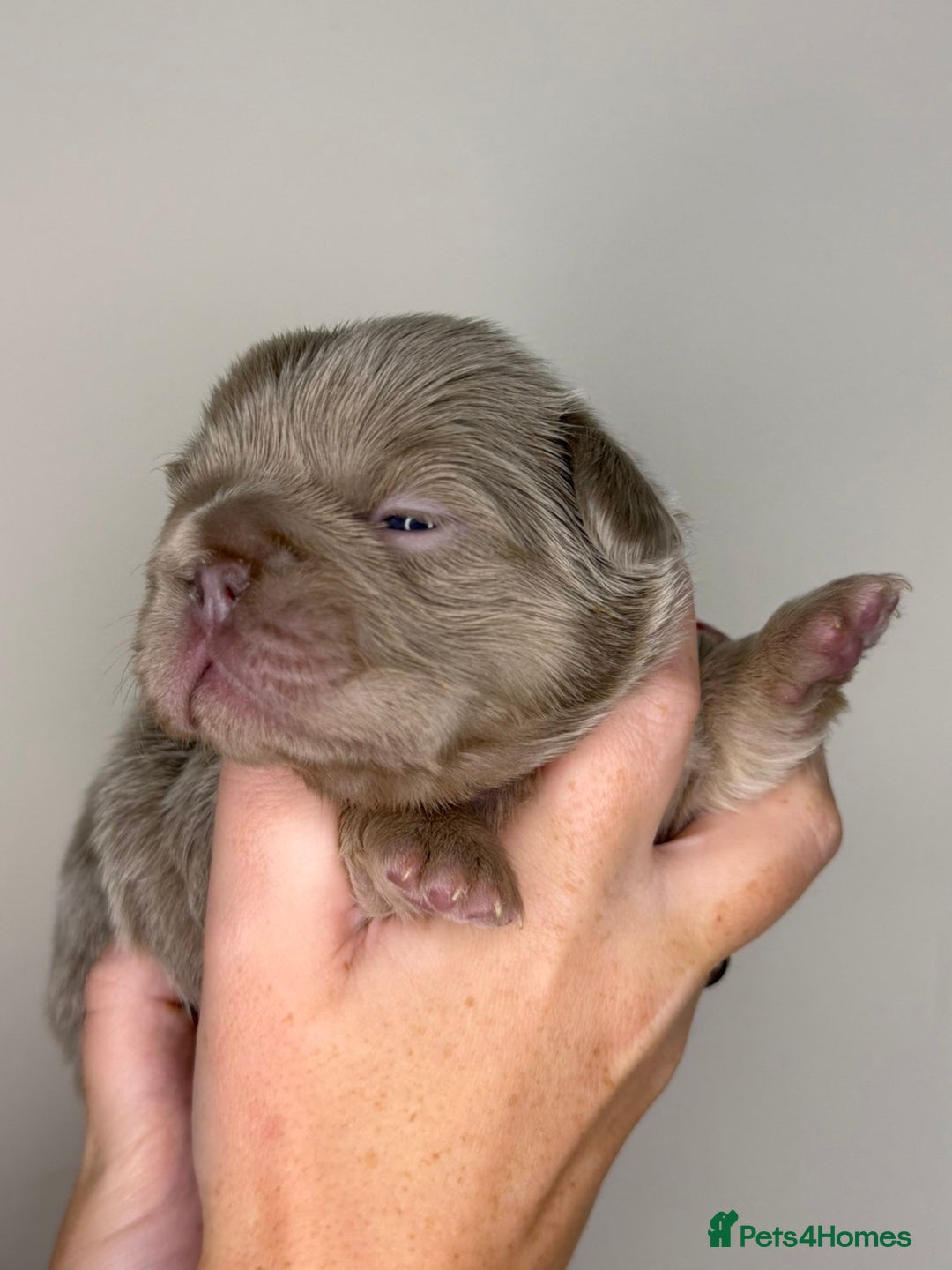 French Bulldog dogs for sale: French bulldog  - Advert 8