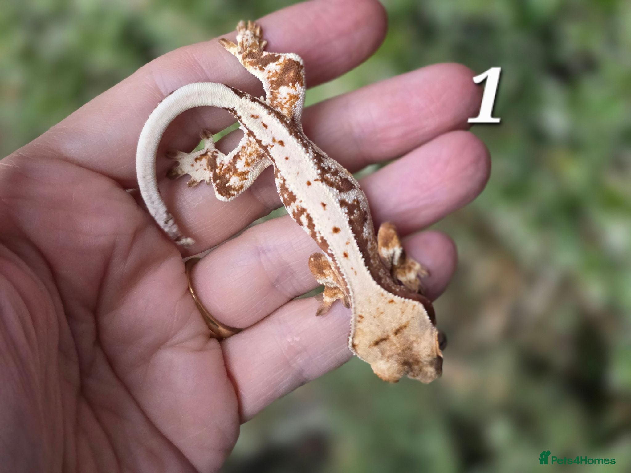 Gecko reptiles Various crested geckos - Advert 18