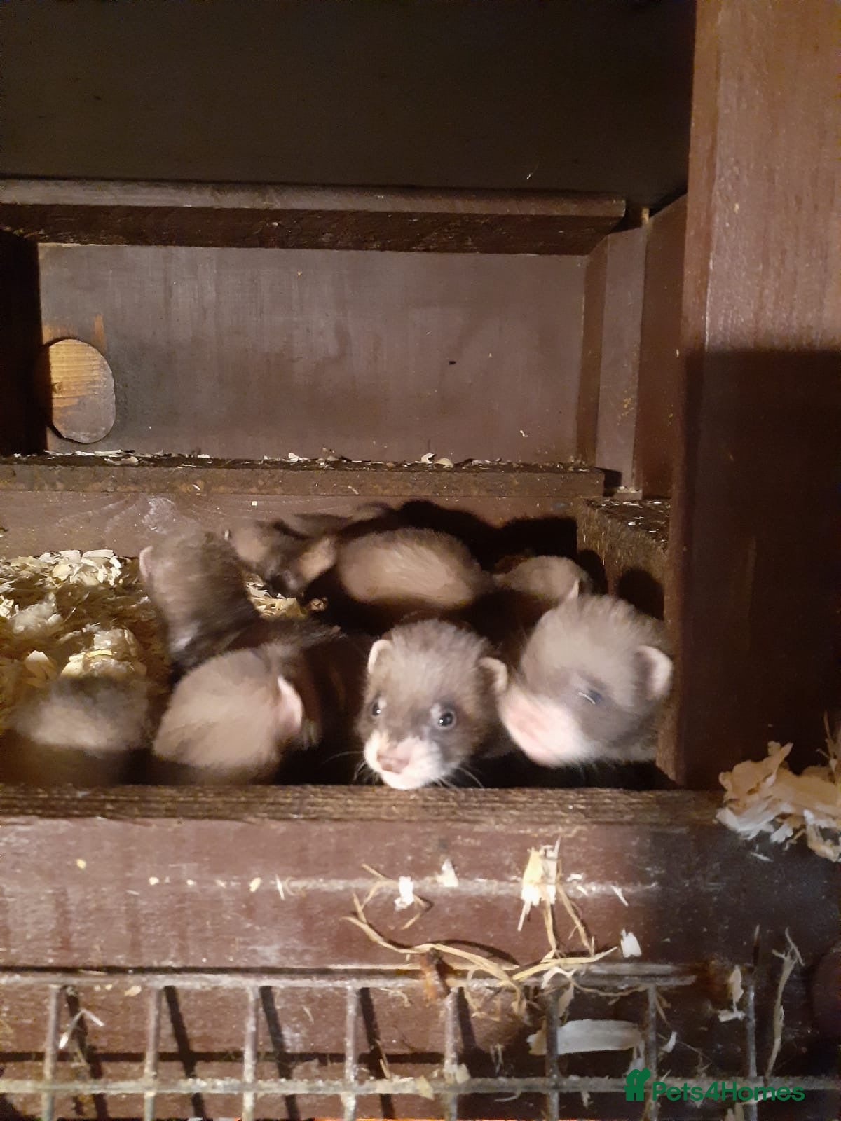 Ferret rodents Baby Ferrets Polecat and Albino mix  - Advert 1