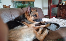German Shepherd dogs for sale: 2 Beautiful Female German Shepherd Puppies - Image 7