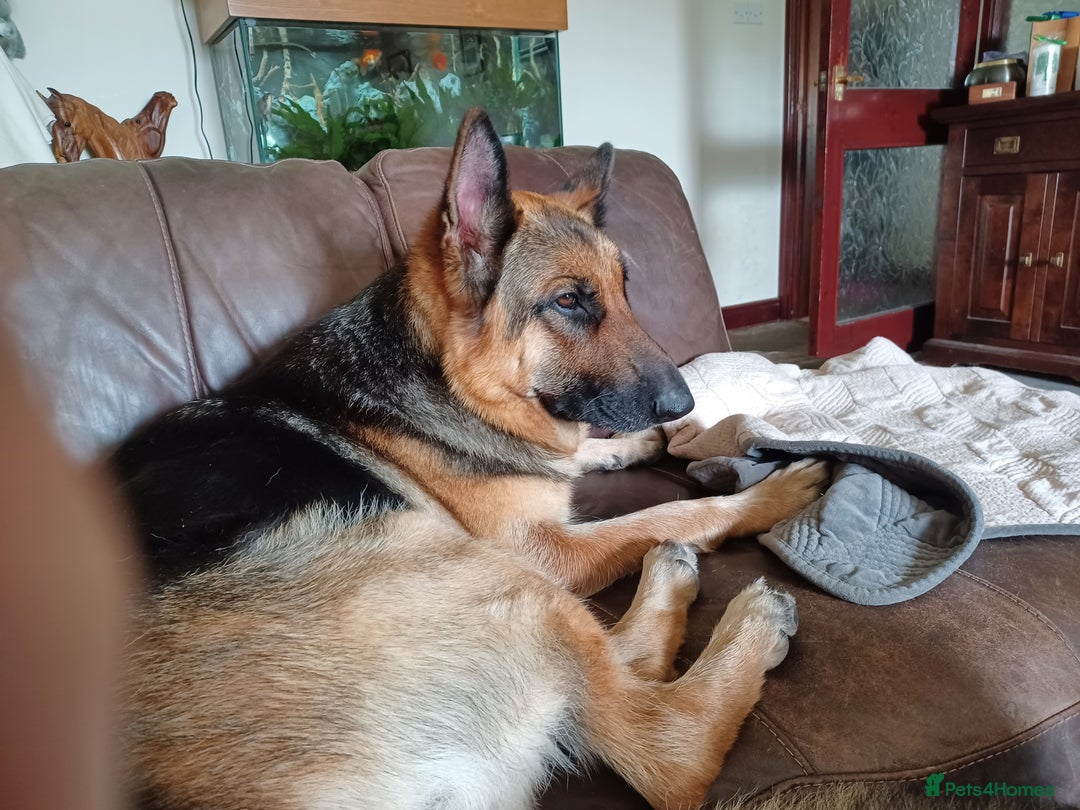 German Shepherd dogs for sale: 2 Beautiful Female German Shepherd Puppies - Image 7