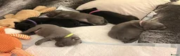 Staffordshire Bull Terrier dogs for sale: Brave Spirits With Loving Hearts in Watford - Advert 10