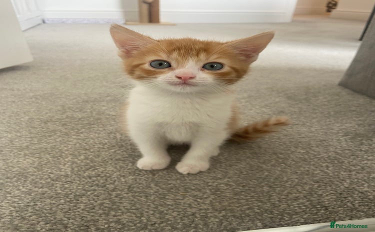 Mixed Breed cats - Advert 14