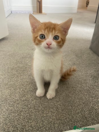 Mixed Breed cats - Advert 17
