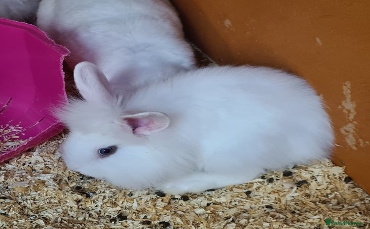 Mini Lion Lop rabbits - Advert 1